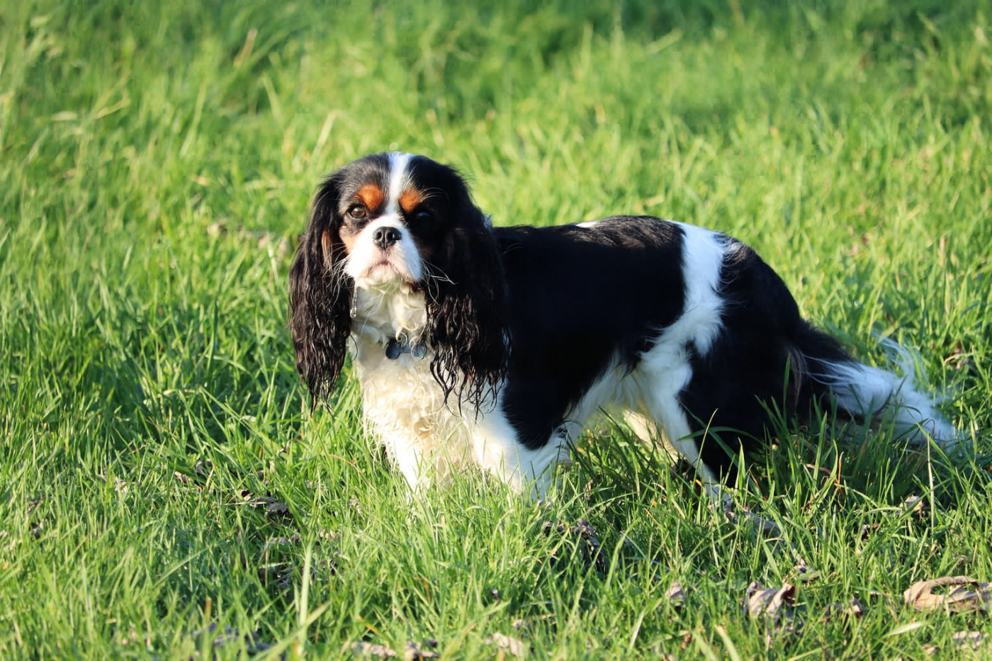 Vallea De La Bergerie D'Argent